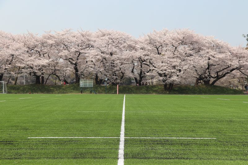 ラグビー場横の桜