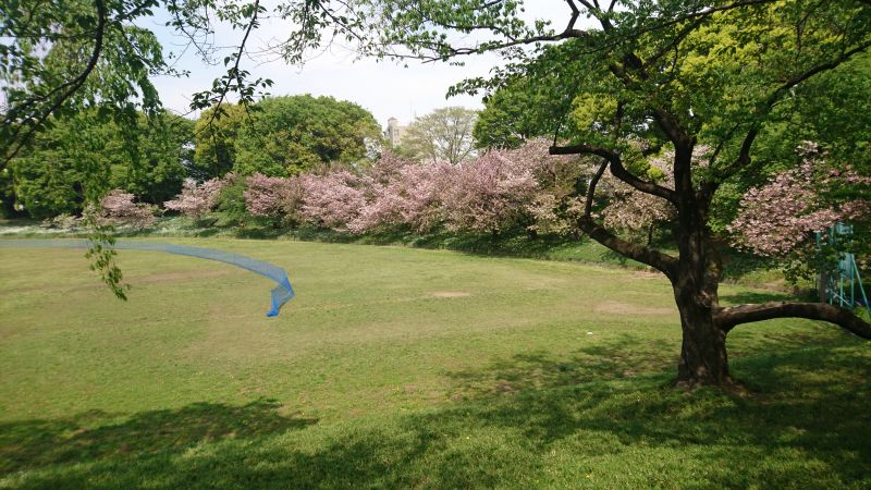 野球場の桜