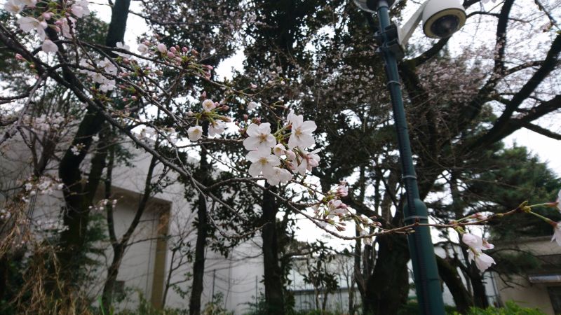 アドミ棟前の桜